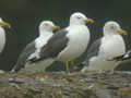 Goéland brun Larus fuscus TA9