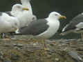 Goéland brun Larus fuscus TA9