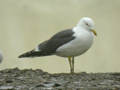 Goéland brun Larus fuscus TA9