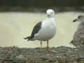 Goéland brun Larus fuscus TA9