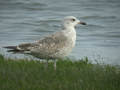 Goéland brun Larus fuscus