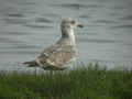 Goéland brun Larus fuscus