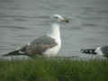 Goéland brun Larus fuscus