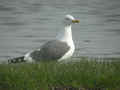 Goéland brun Larus fuscus