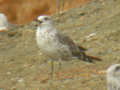 Goéland brun Larus fuscus intermedius