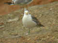 Goéland brun Larus fuscus intermedius