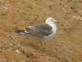 Goéland brun Larus fuscus intermedius