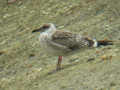 Goéland brun Larus fuscus