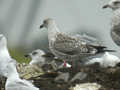 Goéland brun Larus fuscus