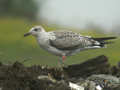 Goéland brun Larus fuscus