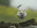 Goéland brun Larus fuscus