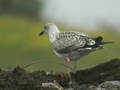 Goéland brun Larus fuscus