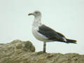 Goéland brun Larus fuscus