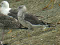 Goéland brun Larus fuscus