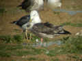 Goéland brun Larus fuscus intermedius