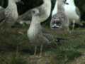 Goéland brun Larus fuscus intermedius