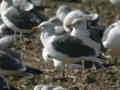 Goéland brun Larus fuscus TA9