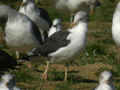 Goéland brun Larus fuscus