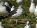 Goéland brun Larus fuscus