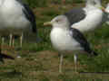 Goéland brun Larus fuscus