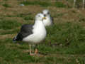 Goéland brun Larus fuscus graellsii