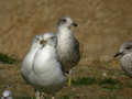 Goéland brun Larus fuscus