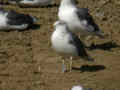 Goéland brun Larus fuscus KL.AT