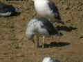 Goéland brun Larus fuscus KL.AT