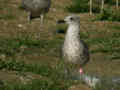 Goéland brun Larus fuscus