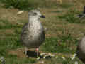 Goéland brun Larus fuscus