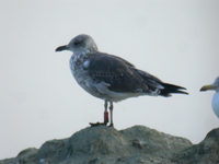 Goéland brun Larus fuscus