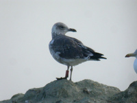 Goéland brun Larus fuscus