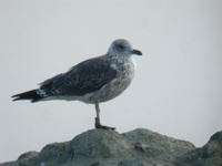 Goéland brun Larus fuscus