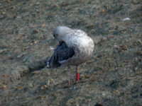 Goéland brun Larus fuscus