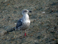 Goéland brun Larus fuscus