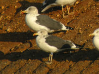 Goéland brun Larus fuscus 0N