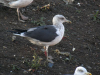 Goéland brun Larus fuscus