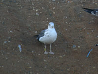 Goéland brun Larus fuscus