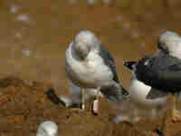 Goéland brun Larus fuscus 1DH