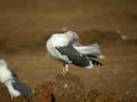 Goéland brun Larus fuscus 1DH