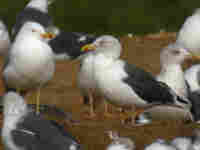 Goéland brun Larus fuscus graellsii