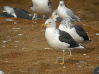 Goéland brun Larus fuscus graellsii