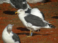 Goéland brun Larus fuscus DB.AF