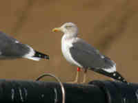 Goéland brun Larus fuscus GT