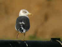 Goéland brun Larus fuscus J4