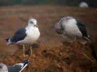 Goéland brun Larus fuscus K5