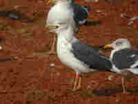 Goéland brun Larus fuscus KF