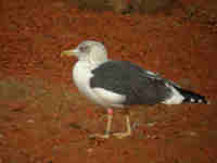 Goéland brun Larus fuscus PN