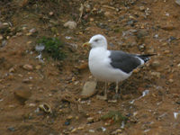 Goéland brun Larus fuscus AB5U