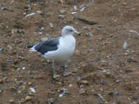 Goéland brun Larus fuscus ALW